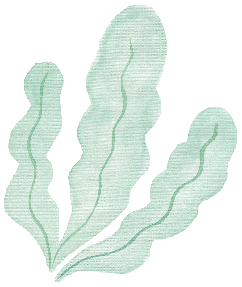seaweed